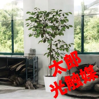 光触媒　人工観葉植物　ウォールグリーン　フェイクグリーン　ベンジャミン120FSTの画像