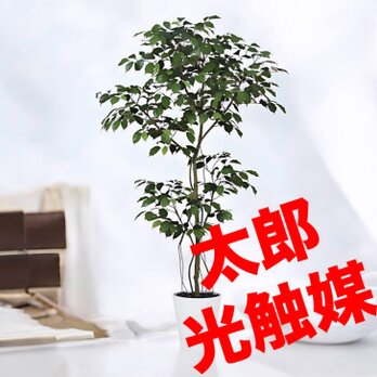 光触媒　人工観葉植物　ウォールグリーン　フェイクグリーン  ベンジャミン150FSTの画像