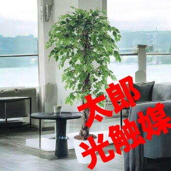 光触媒　人工観葉植物　ウォールグリーン　フェイクグリーン　ベンジャミナスプラッシュリアナ150の画像