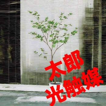 光触媒　人工観葉植物　ウォールグリーン　フェイクグリーン　ドウダンツツジ130FSTの画像