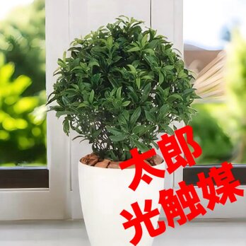 光触媒　人工観葉植物　ウォールグリーン　フェイクグリーン　ベイリーフの画像