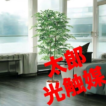 光触媒　人工観葉植物　ウォールグリーン　フェイクグリーン　アカシアディアルの画像
