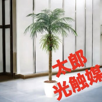 光触媒　人工観葉植物　フェイクグリーン　フェニックス・ロベレニー PLUSの画像