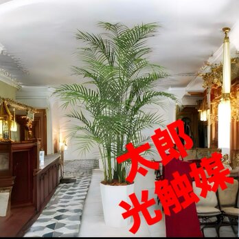 光触媒　人工観葉植物　ウォールグリーン　フェイクグリーン　アレカヤシ220PEの画像