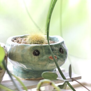 かっぱちゃん サボテン 植木鉢の画像
