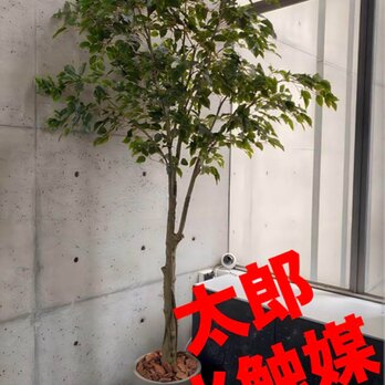 光触媒　人工観葉植物　ウォールグリーン　フェイクグリーン　ベンジャミン240の画像