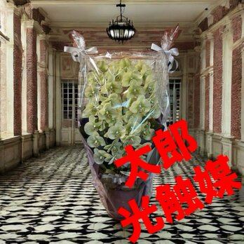 光触媒　人工観葉植物　ウォールグリーン　フェイクグリーン　リアル胡蝶蘭8755の画像