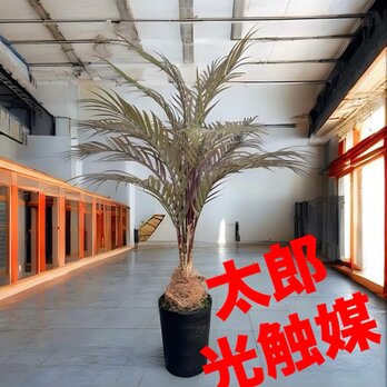 光触媒　人工観葉植物　ウォールグリーン　フェイクグリーン　アレカヤシ茶9265の画像