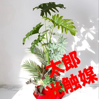 光触媒　人工観葉植物　ウォールグリーン　フェイクグリーン　セローム87の画像