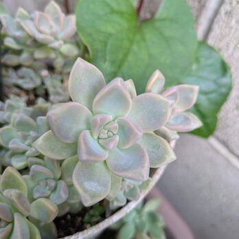 多肉植物　桜牡丹　ゴースティ 　カット苗　1つの画像