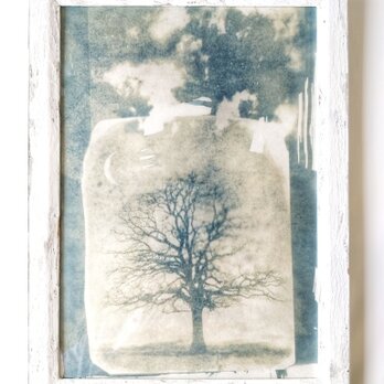太陽プリント（サイアノタイプ）My treeの画像