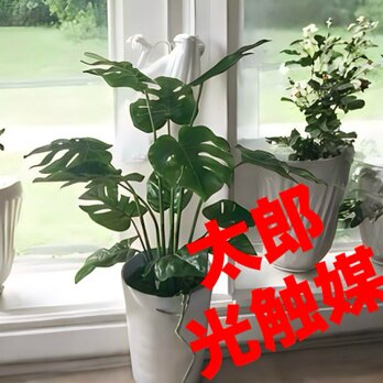 光触媒　人工観葉植物　ウォールグリーン　フェイクグリーン　pモンステラ白の画像