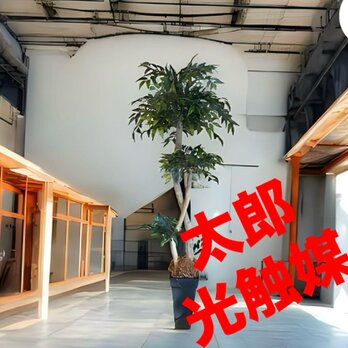光触媒　人工観葉植物　ウォールグリーン　フェイクグリーン　イタリアンベンジャミン18065の画像