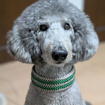 パラコード首輪　大型犬用バックルタイプ　(内周４０cm)　サイズを小さくしてイタグレ＆ウイペットにもお似合いの画像