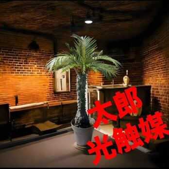 光触媒　人工観葉植物　ウォールグリーン　フェイクグリーン　フェニックス10066の画像