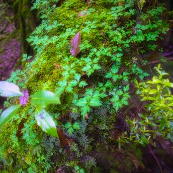 屋久島 魅入られる幻想の森 [8] 【風景写真・ポスターアート インテリア】