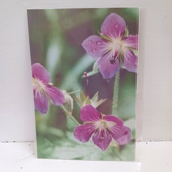 ポストカード　「お花　すみれ」　2枚組　