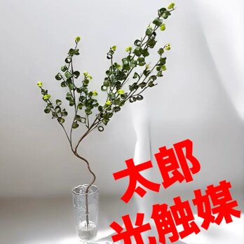 光触媒　人工観葉植物　ウォールグリーン　フェイクグリーン　マジカルウォーターＢＡの画像