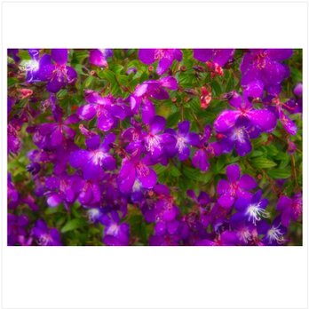 屋久島 魅入られる幻想の森 [9] 【風景写真・ポスターアート インテリア】