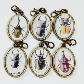 カブトムシチャーム　６個セット