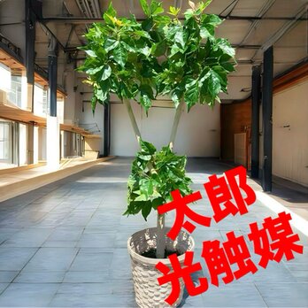 光触媒　人工観葉植物　ウォールグリーン　フェイクグリーン　アイビーポトス１０５U