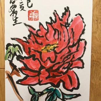 ポストカード　牡丹