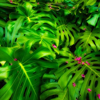 屋久島 魅入られる幻想の森 [10] 【風景写真・ポスターアート インテリア】
