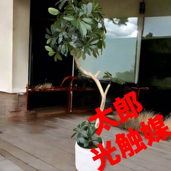 光触媒　人工観葉植物　ウォールグリーン　フェイクグリーン　カポック10350