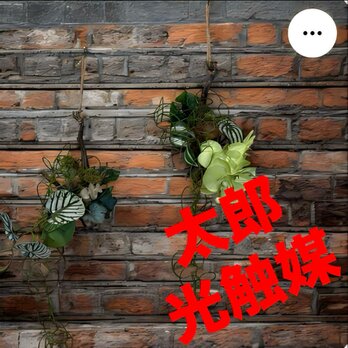 光触媒　人工観葉植物　ウォールグリーン　フェイクグリーン　流木アレンジ胡蝶蘭