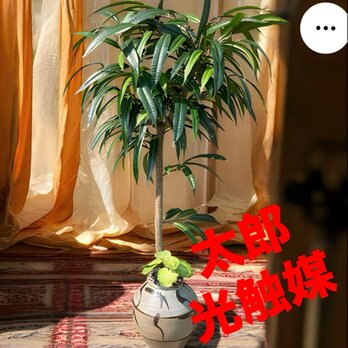 光触媒　人工観葉植物　ウォールグリーン　フェイクグリーン　アジアン風ショウナンゴムの画像