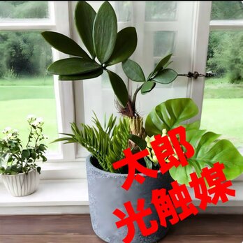 光触媒　人工観葉植物　ウォールグリーン　フェイクグリーン　トロピカルとモンステラ