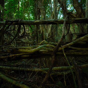 屋久島 魅入られる幻想の森 [11] 【風景写真・ポスターアート インテリア】