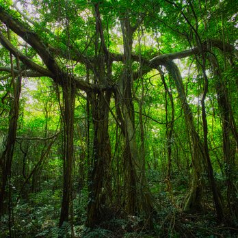 屋久島 魅入られる幻想の森 [12] 【風景写真・ポスターアート インテリア】