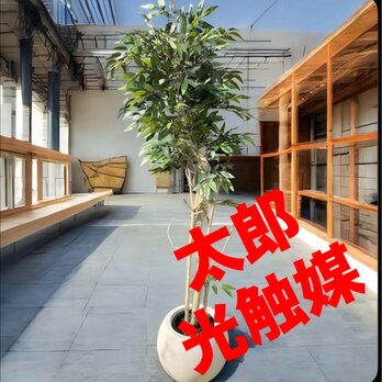 光触媒　人工観葉植物　ウォールグリーン　フェイクグリーン　イタリアンベンジャミン17365