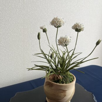 粘土の花　アルメリア