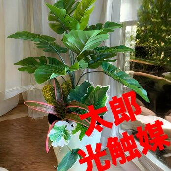 光触媒　人工観葉植物　ウォールグリーン　フェイクグリーン　モンステラポット04
