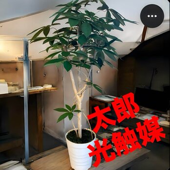 光触媒　人工観葉植物　ウォールグリーン　フェイクグリーン　パキラ12065j