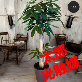 光触媒　人工観葉植物　ウォールグリーン　フェイクグリーン　パキラ11057