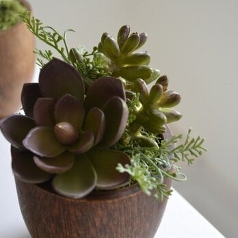 Woody pot （エケベリア）