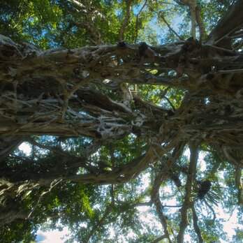 屋久島 魅入られる幻想の森 [18] 【風景写真・ポスターアート インテリア】