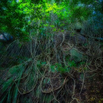 屋久島 魅入られる幻想の森 [22] 【風景写真・ポスターアート インテリア】