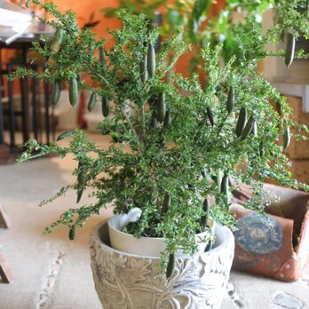 ＜現物＞ １点のみ 希少！実付き♡ フルーツの木　フィンガーライム　リトルルビー