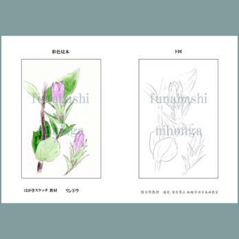 ハガキにスケッチしましょう　リンドウ