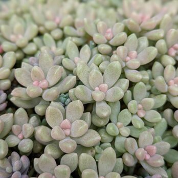 多肉植物　 姫秀麗　5つ　カット苗　