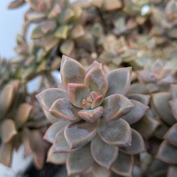 多肉植物　 ブロンズ姫　2つ　カット苗　