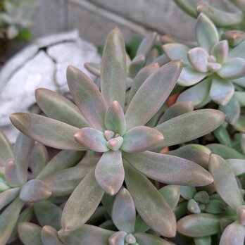 多肉植物　 秋麗　3つ　カット苗　