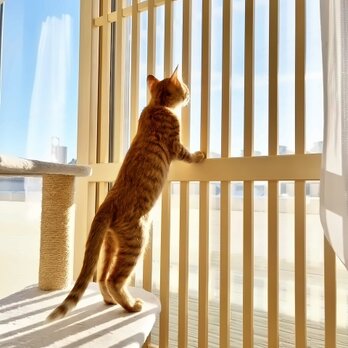 ネコちゃん用 脱走防止 窓用引き戸