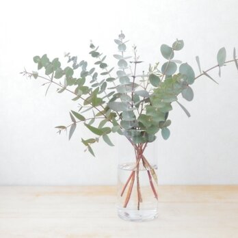 ユーカリ枝物セット(品種おまかせ/30～40cm/10本)アレンジのほかインテリアにも