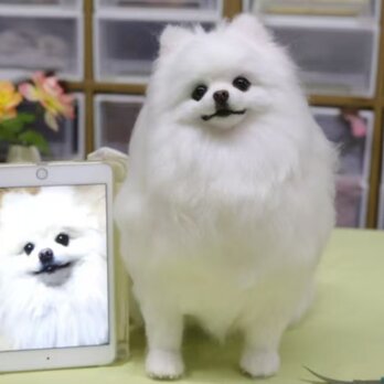 【オーダーメイド ペット】 羊毛フェルト 犬 亡くなったペット ぬいぐるみ 犬 博美犬 うちの子、ペット似顔絵、犬 猫 人形