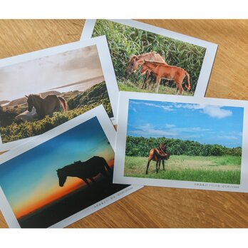 与那国馬ポストカード4枚セット　